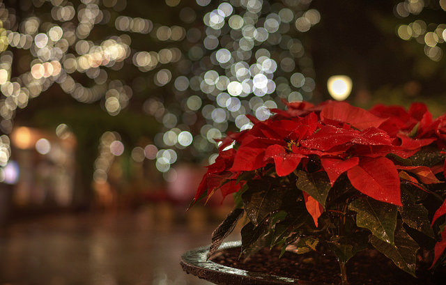 A poinsettia